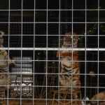 Cirkus Jo-Joo opět diváky nezklamal