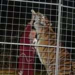Cirkus Jo-Joo opět diváky nezklamal