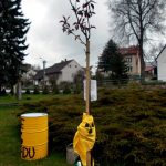 Úložiště radioaktivního odpadu lidé na Jistebnicku nechtějí. V Makově zasadili strom