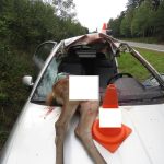 Laň proletěla čelním sklem a těžce zranila řidiče