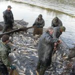 Šupináči opustili Blatský rybník, stěhují se do řeky