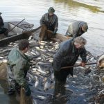 Šupináči opustili Blatský rybník, stěhují se do řeky