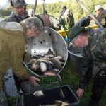 Šupináči opustili Blatský rybník, stěhují se do řeky