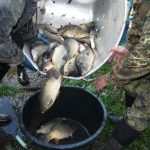 Šupináči opustili Blatský rybník, stěhují se do řeky