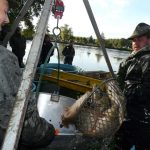 Šupináči opustili Blatský rybník, stěhují se do řeky