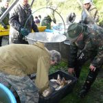 Šupináči opustili Blatský rybník, stěhují se do řeky