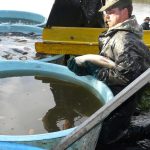 Šupináči opustili Blatský rybník, stěhují se do řeky