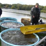 Šupináči opustili Blatský rybník, stěhují se do řeky