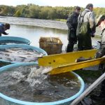 Šupináči opustili Blatský rybník, stěhují se do řeky