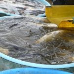Šupináči opustili Blatský rybník, stěhují se do řeky