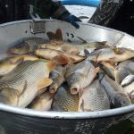 Šupináči opustili Blatský rybník, stěhují se do řeky