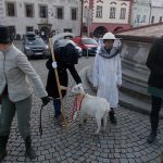 Maškary v Táboře doprovodila živá koza