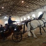 Diváky přehlídky plemenných koní potěšil oslík a poutavý doprovodný program