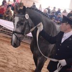 Diváky přehlídky plemenných koní potěšil oslík a poutavý doprovodný program