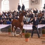 Diváky přehlídky plemenných koní potěšil oslík a poutavý doprovodný program