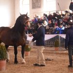 Diváky přehlídky plemenných koní potěšil oslík a poutavý doprovodný program