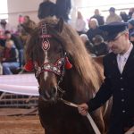 Diváky přehlídky plemenných koní potěšil oslík a poutavý doprovodný program