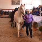 Diváky přehlídky plemenných koní potěšil oslík a poutavý doprovodný program