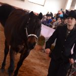 Diváky přehlídky plemenných koní potěšil oslík a poutavý doprovodný program