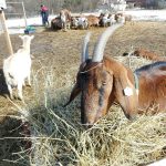 Burzikovy omrzelo město. Založili kozí farmu v Borotíně