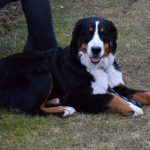 Semice zvládly šlágr kola i v deseti