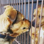 Hugovi se zhroutil svět a znovu našel důvěru. Najde i opravdového parťáka?