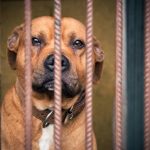 Hugovi se zhroutil svět a znovu našel důvěru. Najde i opravdového parťáka?