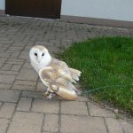 Výtvarníci z domu dětí se loučí s kroužkem v Makově mezi zvířátky