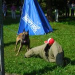 V milevské Bažantnici je v plném proudu Mejdan pro faunu
