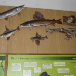 Rybářské muzeum ve Vodňanech nabízí pohled do historie rybolovu i pod vodní hladinu