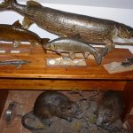 Rybářské muzeum ve Vodňanech nabízí pohled do historie rybolovu i pod vodní hladinu