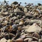 Invazivní rak pruhovaný vážně ohrožuje Lipensko, přenáší račí mor
