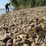 Invazivní rak pruhovaný vážně ohrožuje Lipensko, přenáší račí mor