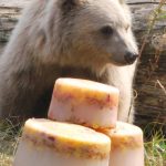 Hejtmanka šla v zoo na Hluboké za kmotru mláděti medvěda plavého