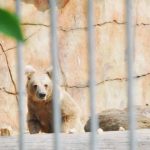 Hejtmanka šla v zoo na Hluboké za kmotru mláděti medvěda plavého