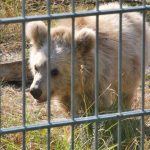Hejtmanka šla v zoo na Hluboké za kmotru mláděti medvěda plavého
