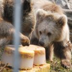 Hejtmanka šla v zoo na Hluboké za kmotru mláděti medvěda plavého