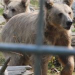 Hejtmanka šla v zoo na Hluboké za kmotru mláděti medvěda plavého