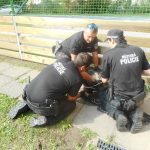 Vietnamské prase se vydalo na táborskou průmyslovku