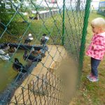 Školní statek v táborských Měšicích zaplnilo přes 700 zvířat. V sobotu dorazí Dudlajda