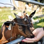 SOUTĚŽ Jihočeská kuchařka na cestách: U Roubené studny vaří z domácích surovin
