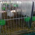 V Soběslavi chovatelé vystavují domácí i exotické ptactvo, králíky i kaktusy