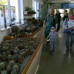 V Soběslavi chovatelé vystavují domácí i exotické ptactvo, králíky i kaktusy