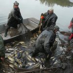 Strakoničtí rybáři slovili Blatský rybník. Staré šupináče vrátili zpět