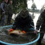 Strakoničtí rybáři slovili Blatský rybník. Staré šupináče vrátili zpět