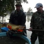 Strakoničtí rybáři slovili Blatský rybník. Staré šupináče vrátili zpět