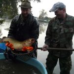 Strakoničtí rybáři slovili Blatský rybník. Staré šupináče vrátili zpět