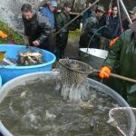 Strakoničtí rybáři slovili Blatský rybník. Staré šupináče vrátili zpět