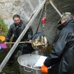 Strakoničtí rybáři slovili Blatský rybník. Staré šupináče vrátili zpět