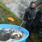 Strakoničtí rybáři slovili Blatský rybník. Staré šupináče vrátili zpět